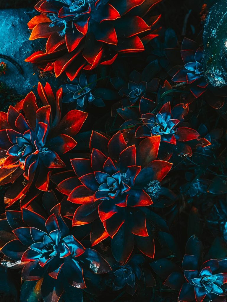 Brazaletes Mexico
